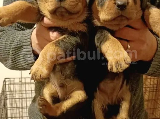 Gerçek Dev Mutant Rottweiler Yavrularımız