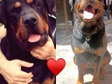 Gerçek Dev Mutant Rottweiler Yavrularımız