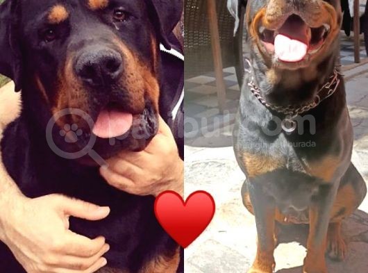 Gerçek Dev Mutant Rottweiler Yavrularımız görsel