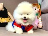 Teddy Face Boo Pomeranian Yavrular