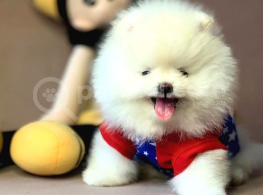 Teddy Face Boo Pomeranian Yavrular görsel