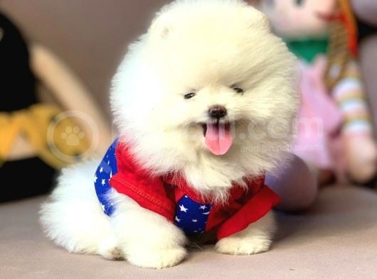 Teddy Face Boo Pomeranian Yavrular görsel