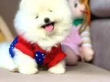 Teddy Face Boo Pomeranian Yavrular