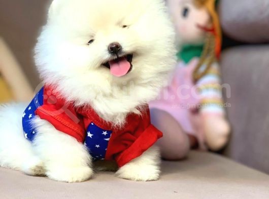 Teddy Face Boo Pomeranian Yavrular görsel