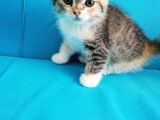 Scottish Fold Yavrular