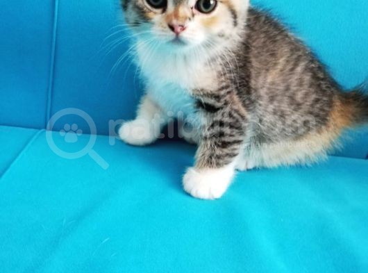 Scottish Fold Yavrular görsel