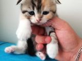 Scottish Fold Yavrular
