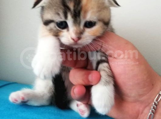 Scottish Fold Yavrular görsel