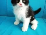 Scottish Fold Yavrular