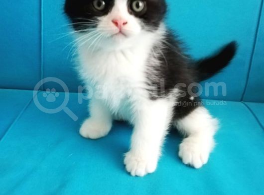 Scottish Fold Yavrular görsel