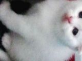 Scottish Fold Yavrular