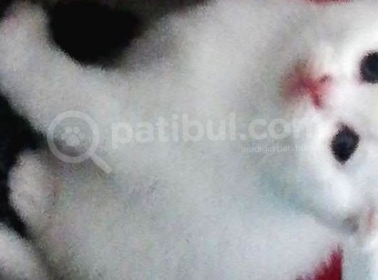 Scottish Fold Yavrular görsel