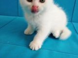 Scottish Fold Yavrular