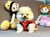 Mini Boy Boo Pomeranian Yavrular