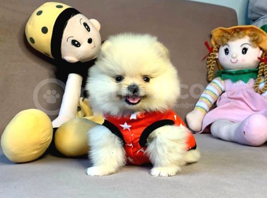 Mini Boy Boo Pomeranian Yavrular görsel