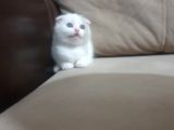 Show Class Scottish Fold