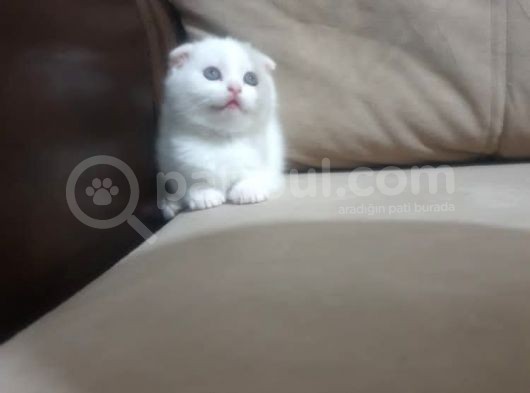 Show Class Scottish Fold görsel