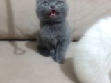 Show Class Scottish Fold