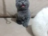 Show Class Scottish Fold