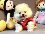 Mini Boy Boo Pomeranian Yavrular