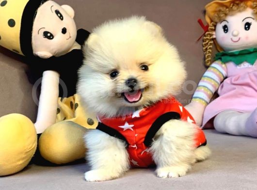 Mini Boy Boo Pomeranian Yavrular görsel