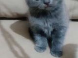 Show Class Scottish Fold