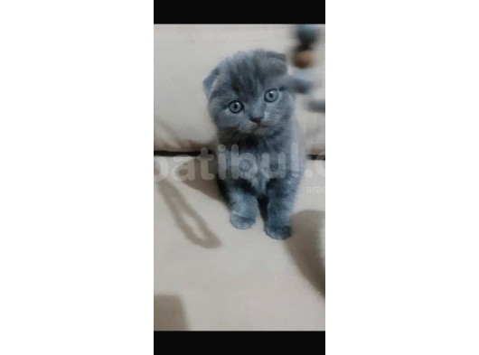Show Class Scottish Fold görsel