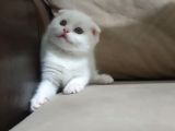 Show Class Scottish Fold