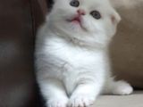 Show Class Scottish Fold