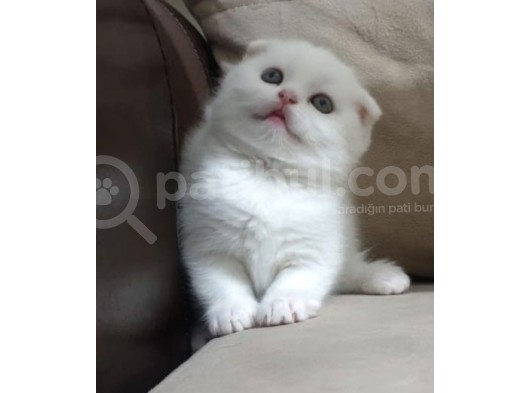 Show Class Scottish Fold görsel