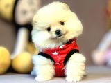 Mini Boy Boo Pomeranian Yavrular