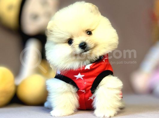 Mini Boy Boo Pomeranian Yavrular görsel