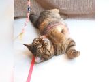 Scottsh Strahig Golden Blak Tabby Girl  İstanbul