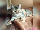 Scottsh Strahig Golden Blak Tabby Girl  İstanbul