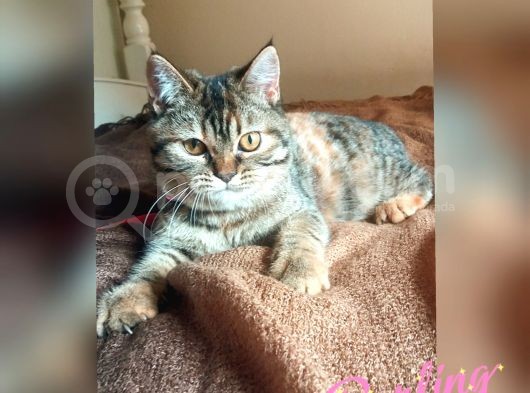 Scottsh Strahig Golden Blak Tabby Girl  İstanbul görsel