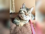 Scottsh Strahig Golden Blak Tabby Girl  İstanbul