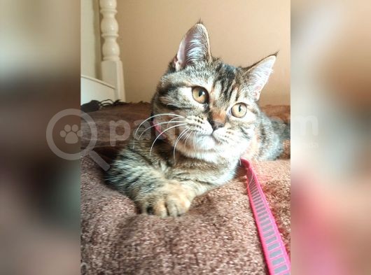 Scottsh Strahig Golden Blak Tabby Girl  İstanbul görsel