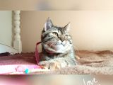 Scottsh Strahig Golden Blak Tabby Girl  İstanbul