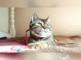 Scottsh Strahig Golden Blak Tabby Girl  İstanbul