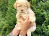 Di̇zayn Irk Malti̇poo Yavrumuz