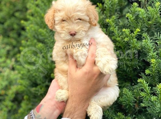 Di̇zayn Irk Malti̇poo Yavrumuz görsel