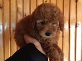 Red Toy Poodle Erkek Yavrularımız