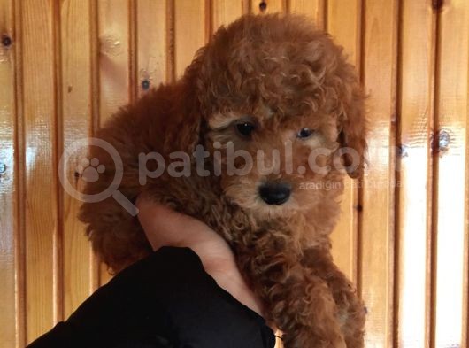 Red Toy Poodle Erkek Yavrularımız görsel
