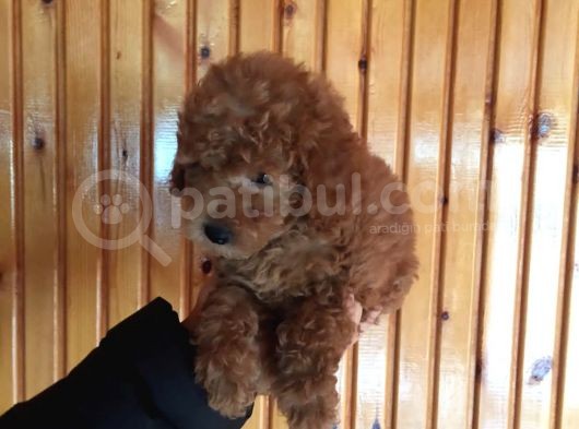 Red Toy Poodle Erkek Yavrularımız görsel