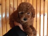 Red Toy Poodle Erkek Yavrularımız