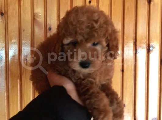Red Toy Poodle Erkek Yavrularımız