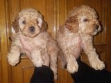 Muhteşem Apricot Toy Poodle Yavruları