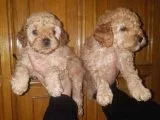 Muhteşem Apricot Toy Poodle Yavruları