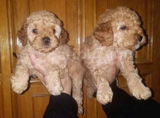 Muhteşem Apricot Toy Poodle Yavruları