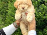 Di̇zayn Irk Malti̇poo Yavrumuz